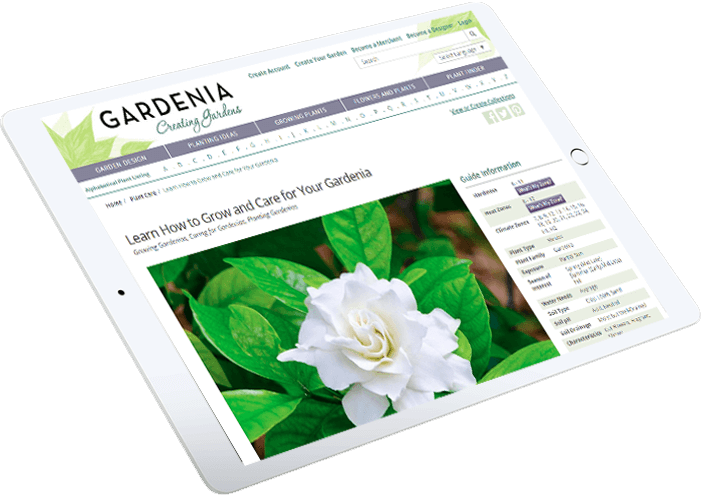 Gardenia Tab